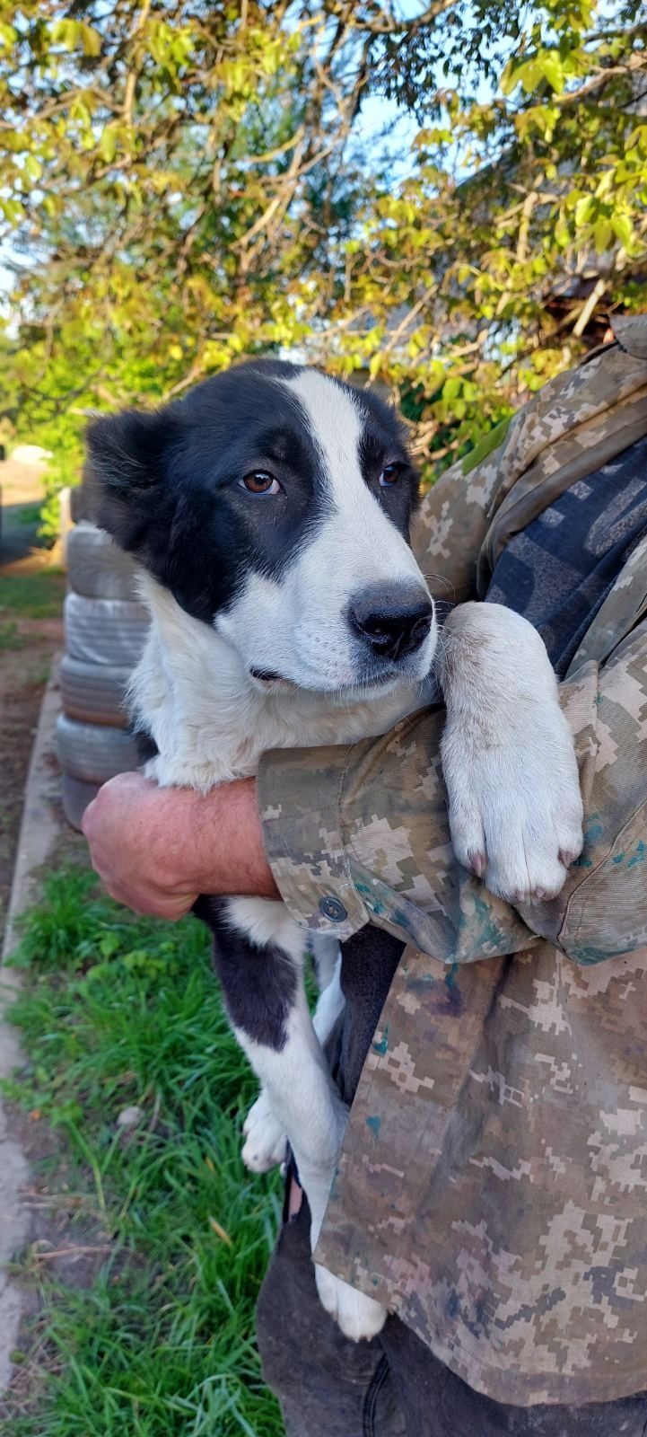 Алабай собака 4 місяці