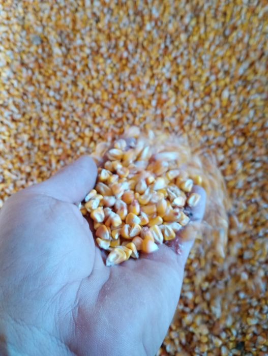 Кукурудза суха. Можлива доставка.