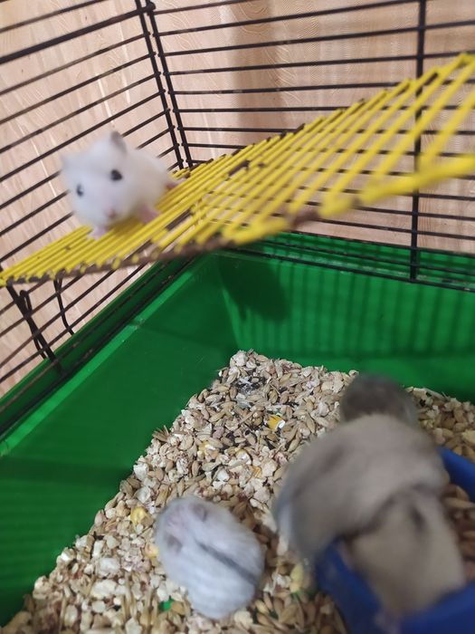 Джунгарики Кременчуг