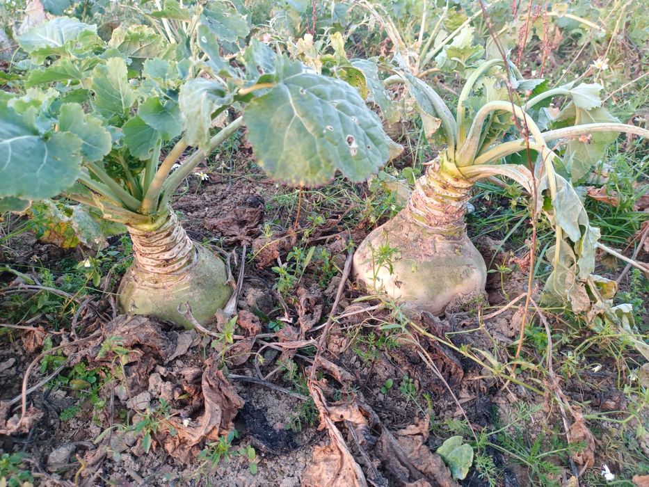 Brukiew żółta, ekologiczna