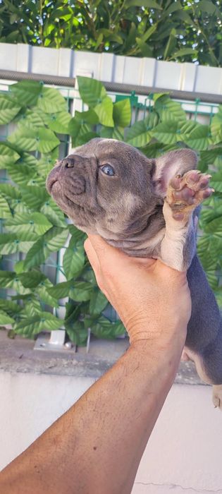 Bulldog francês fêmea blue tan