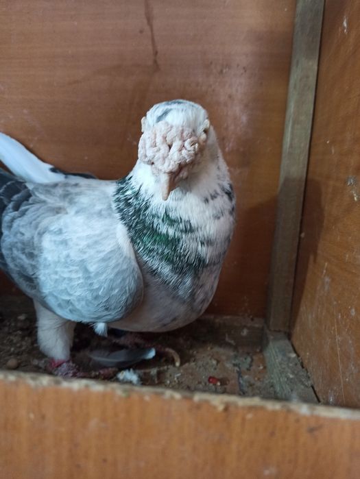 Gołębie staropolskie samiec