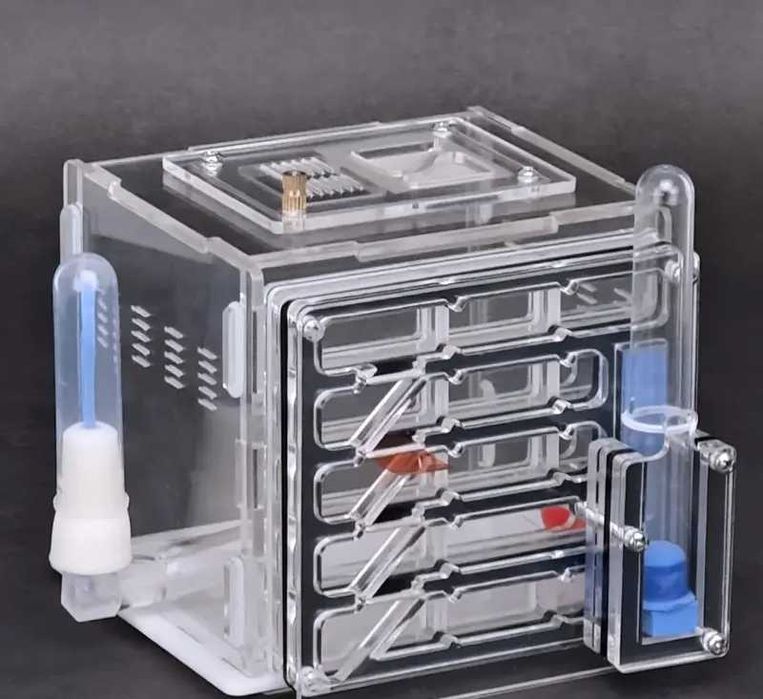 Formicario Ant Farm Formicarium formigas estimação com bebedouros NOVO