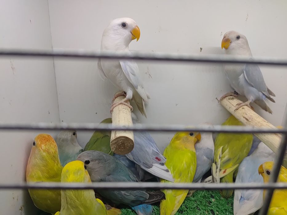 Papugi - papużki nierozłączki czerwonoczelne - młode 2025