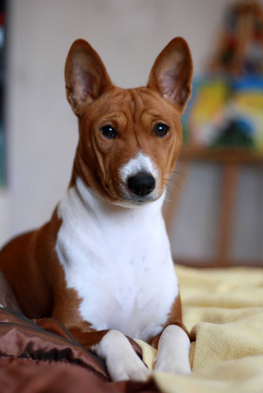 Цуценя басенджи з гідним родоводом . Basenji puppies. КСУ FCI