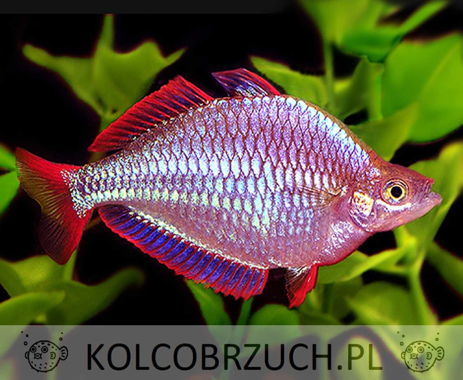 Tęczanka neonowa - Melanotaenia praecox - dowóz, wysyłka