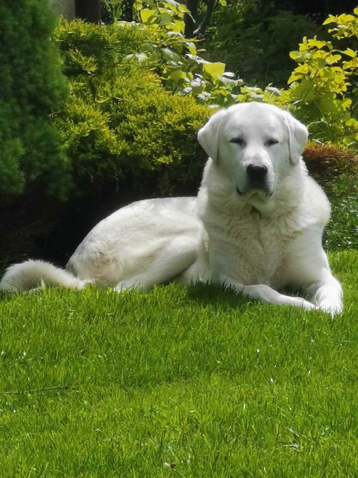 Akbash Dog Turecki Stróż .Rasy Tureckie Akbash Kangal Malakli.