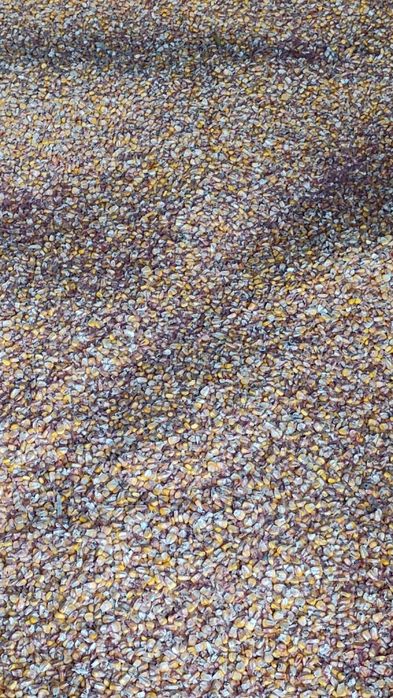 Sprzedam kukurydzę suchą