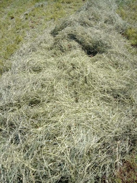 Sianko siano dla królika od gospodarza 5kg