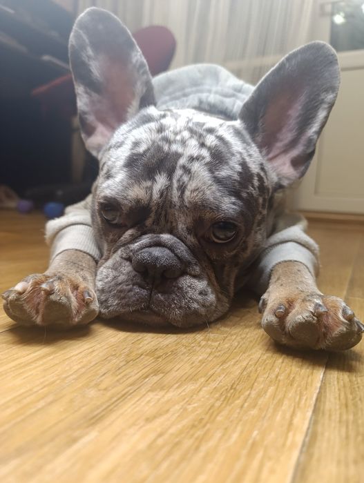 Вязка французский бульдог