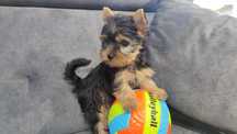 Yorkshire terrier york