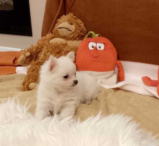 Chihuahua chłopiec długowłosy