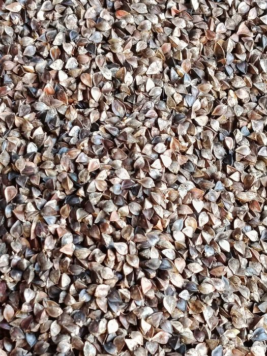 Sprzedam grykę ekologiczną z certyfikatem ekologicznym