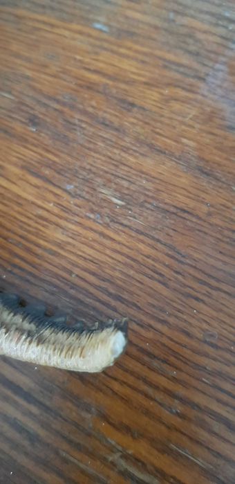 Динозавр T-rex 32 см