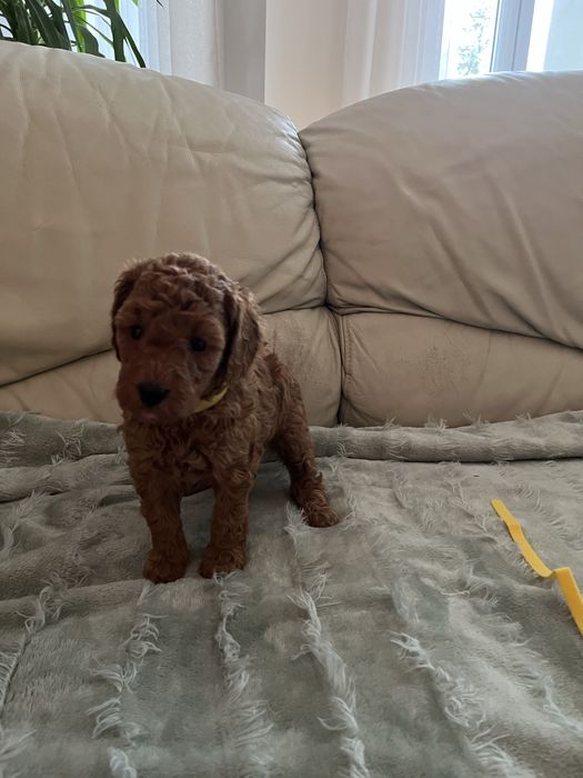 Pudel średni zwkp FCI