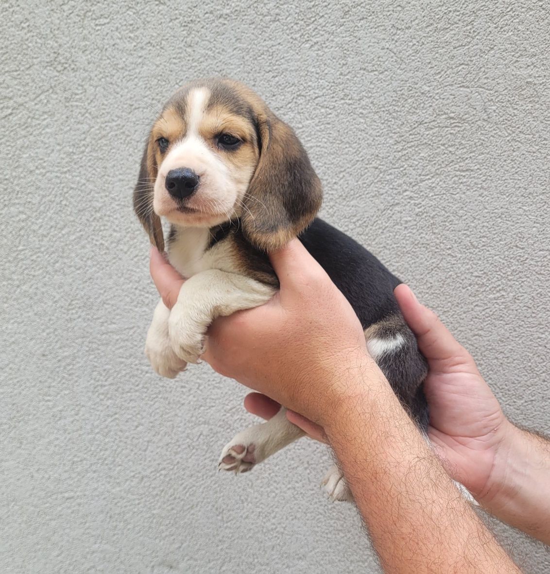 Beagle tricolor 2 meses
