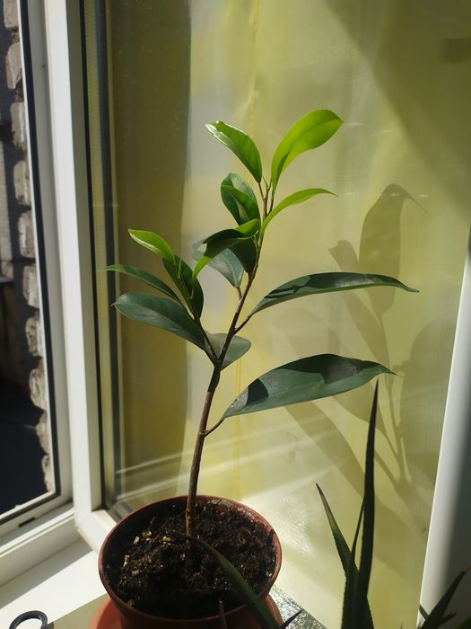 Фикус каучуконосный, бейлиз, бенджамина, рафидофора, сингониум