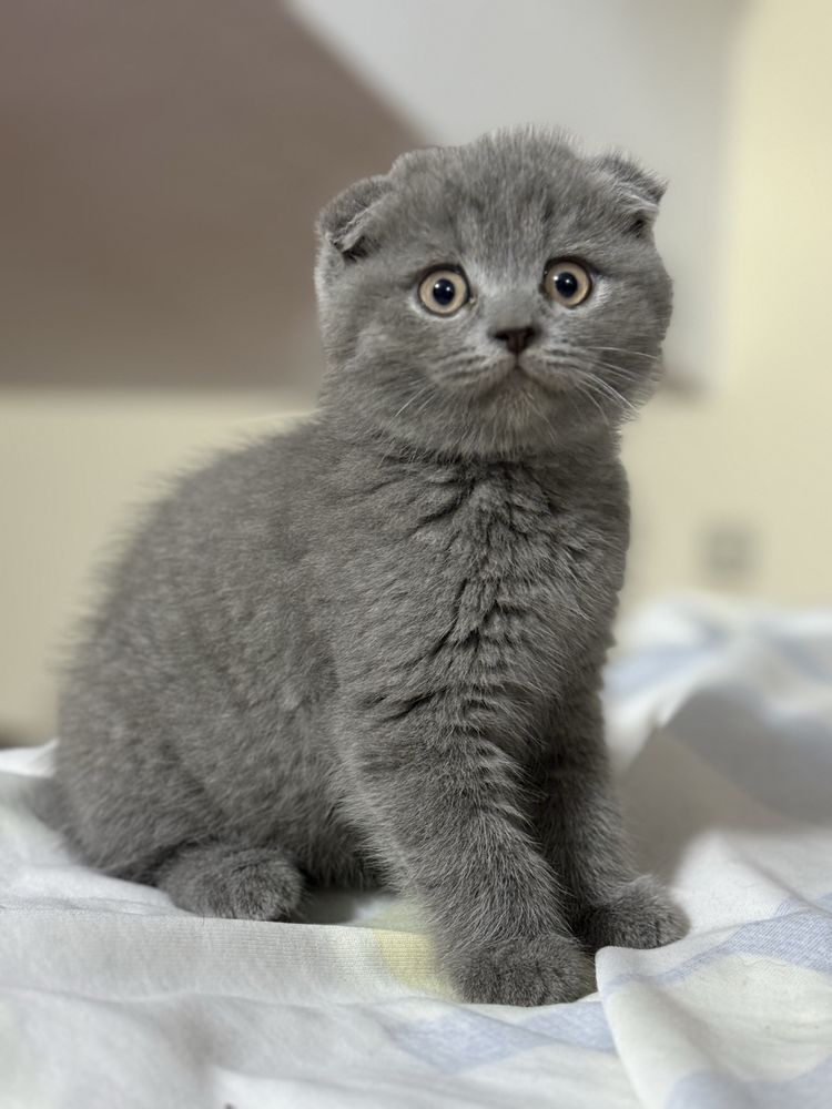 Menino Scottish Fold Azul