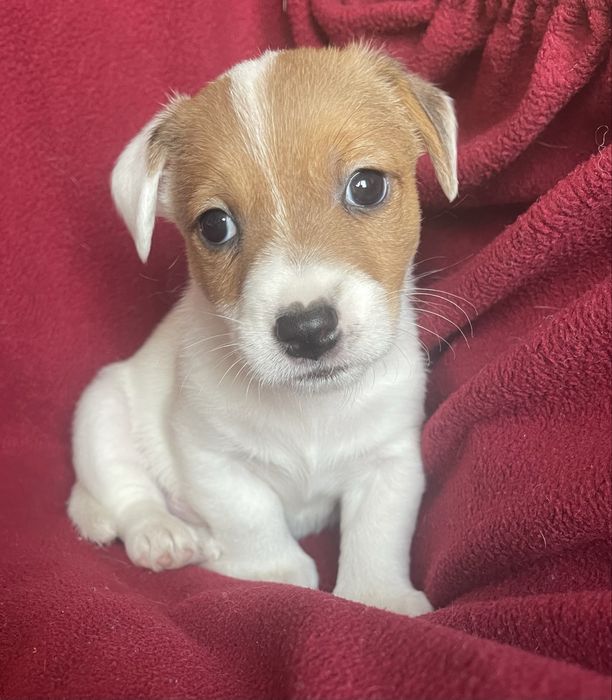 Цуценя Джек Рассел терʼєр. Хлопчик