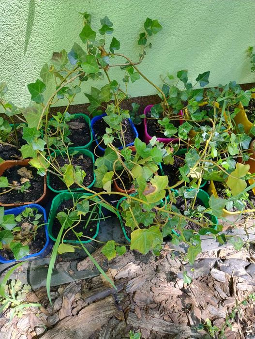 Krzewy do ogrodu nadwyżki