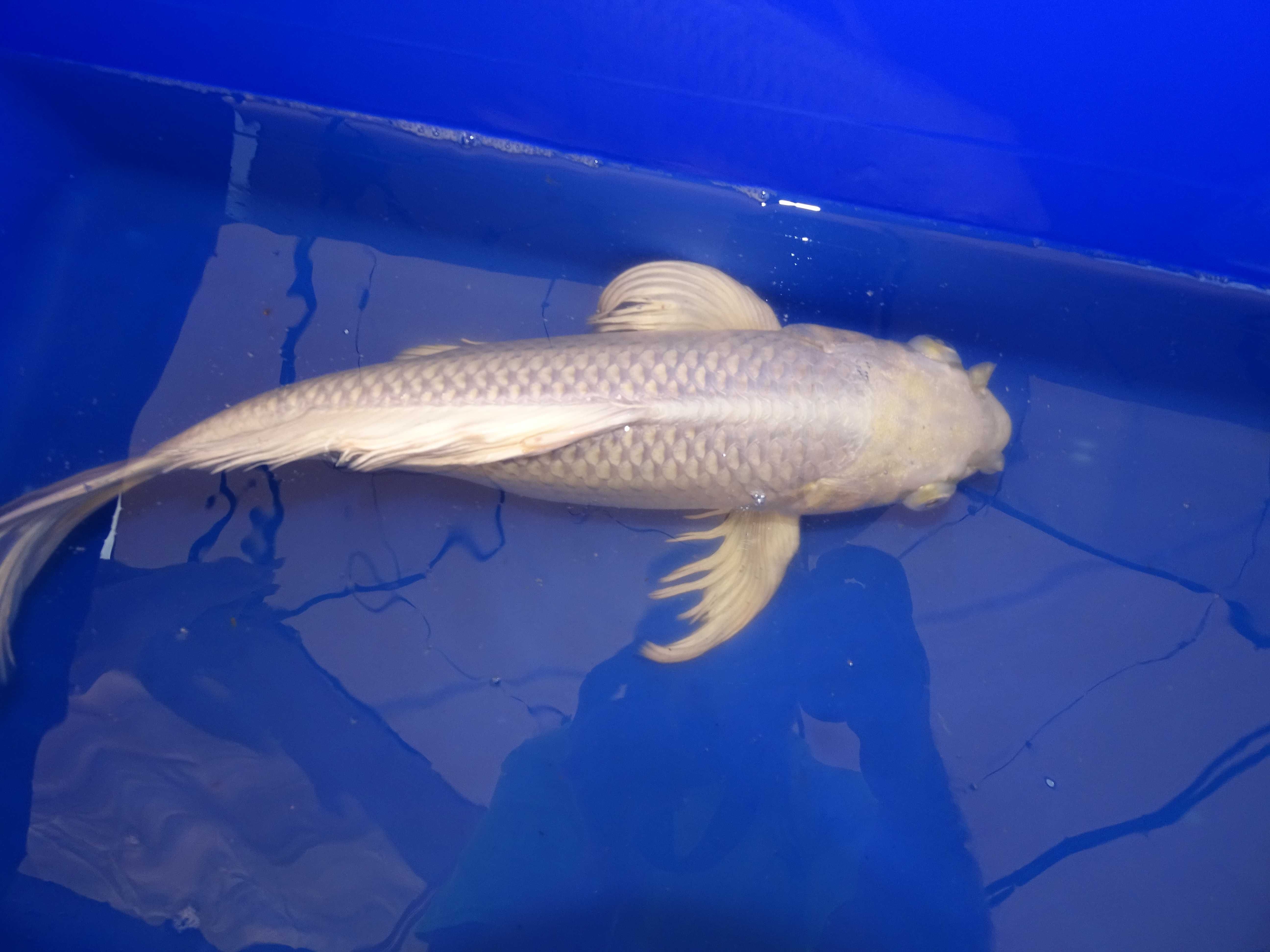 Japońskie Karpie Koi -Rybki do oczka Karpie Koi 8-56cm