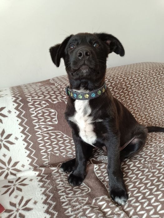 Fuks w typie labradora do adopcji