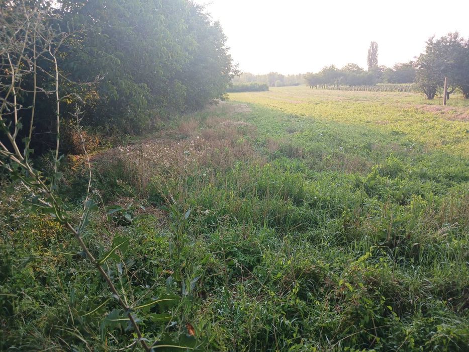 Будинок з горіховим садом в с. Мочола 3 км від м. Берегове