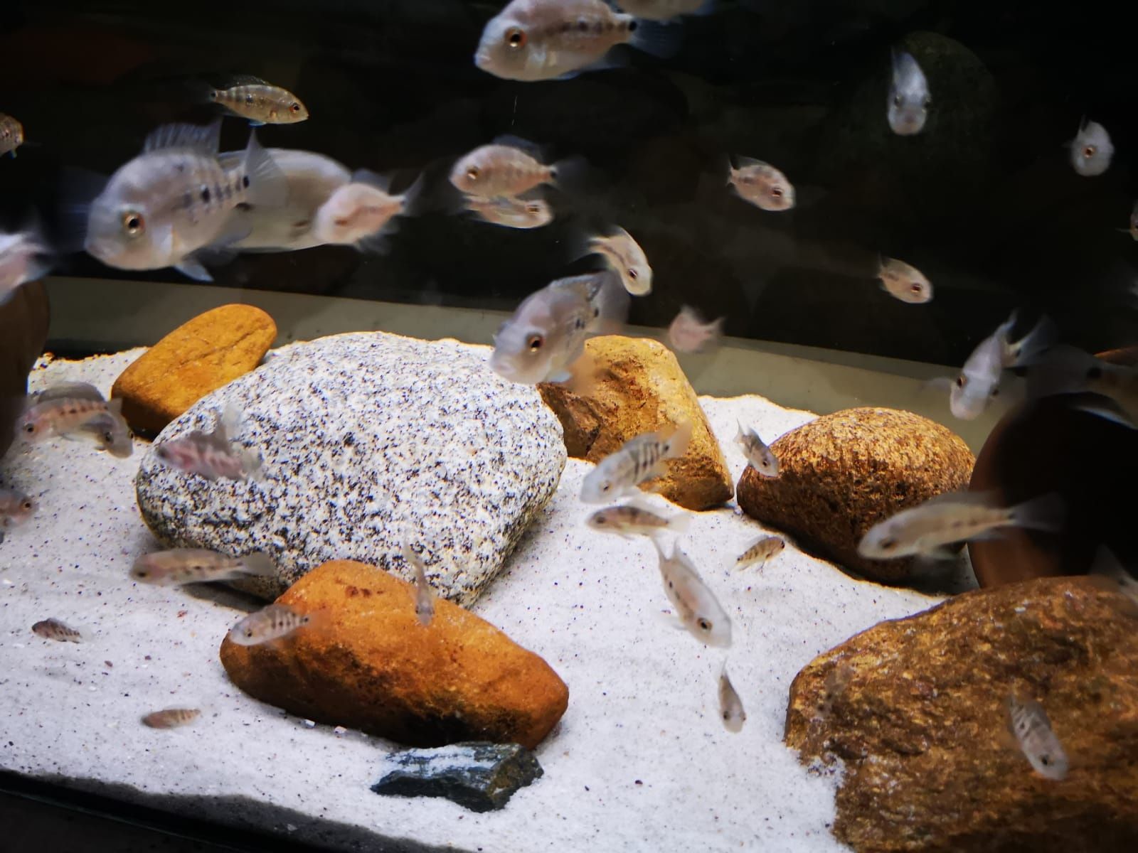 Pielęgnica Astatheros macracanthus