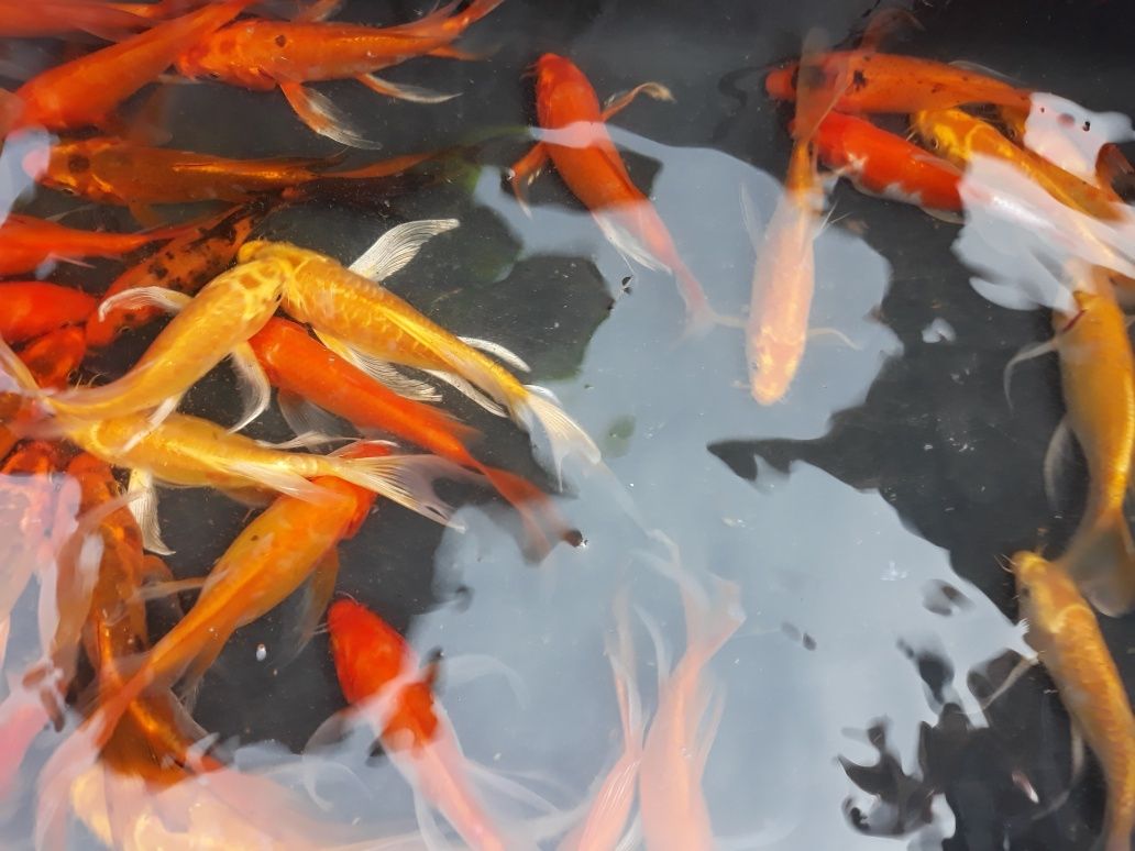 Karp Koi do oczka wodnego