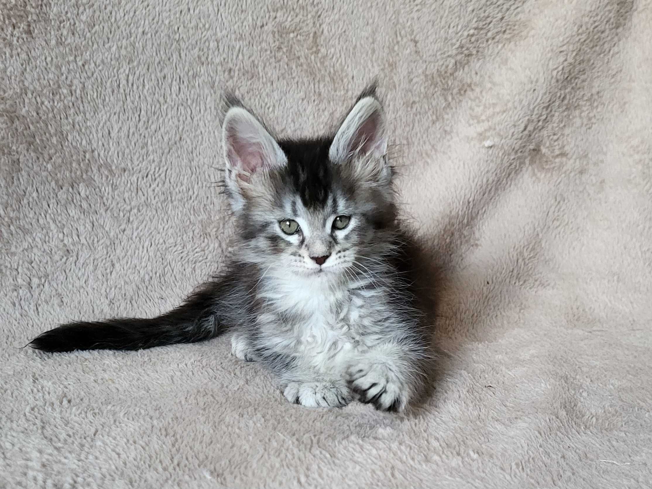 Dziewczynka maine coon z rodowodem FPL