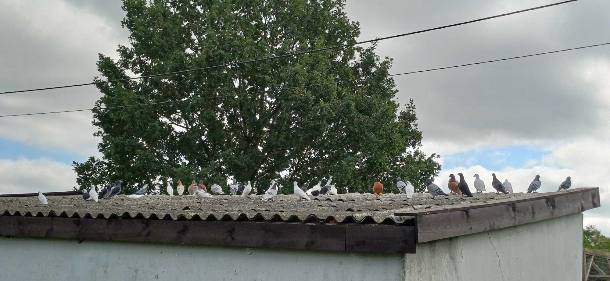 Pilnie sprzedam Gołębie