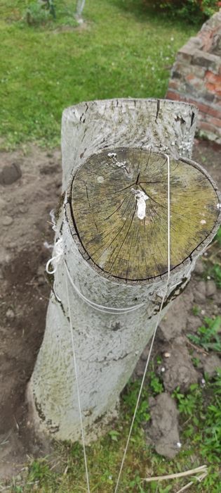 Pień orzecha włoskiego