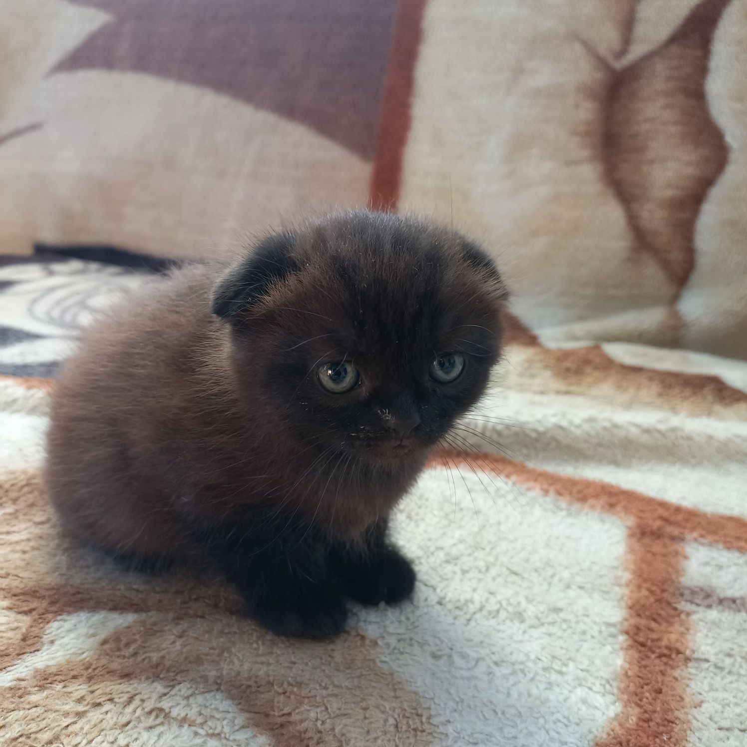 Двоє котиків шукають родину