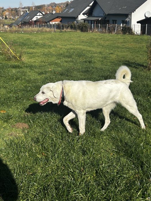 Pies stróżujący Akbash