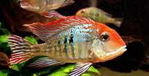 Ziemiojad Orange head tapajos