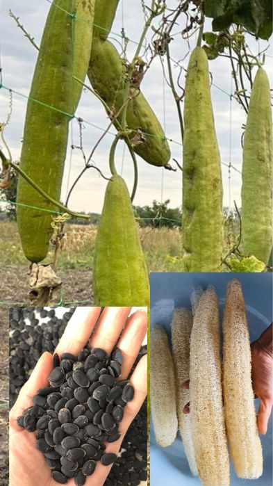 Насіння Люфи натуральна мочалка