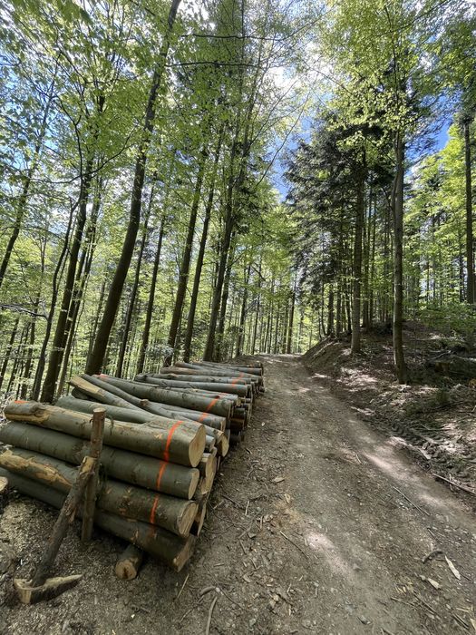 Drewno buk, bukowe,brzoza, iglaste sezonowane drzewo