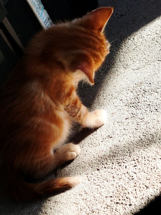Doação gatinhos desmamados