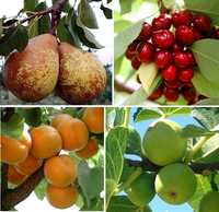 Arvores de fruto com 2 anos a dar fruto