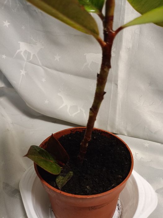 Фікус Ширивриана.