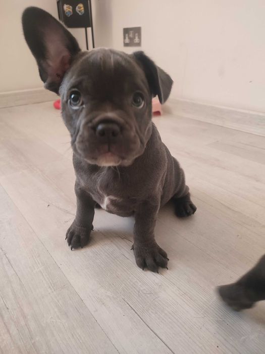 Buldogi francuskie