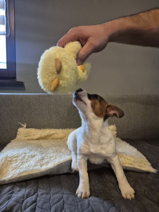 Jack Russell Terrier suczka REZERWACJA!!!