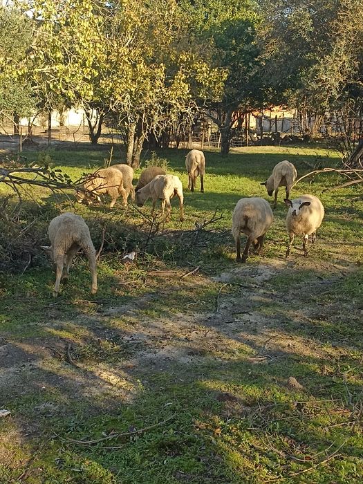 Vendo algumas ovelhas deste rebanho