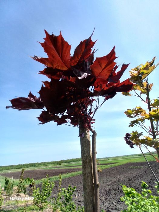 Продам червонолистий клен та зелений Globozum