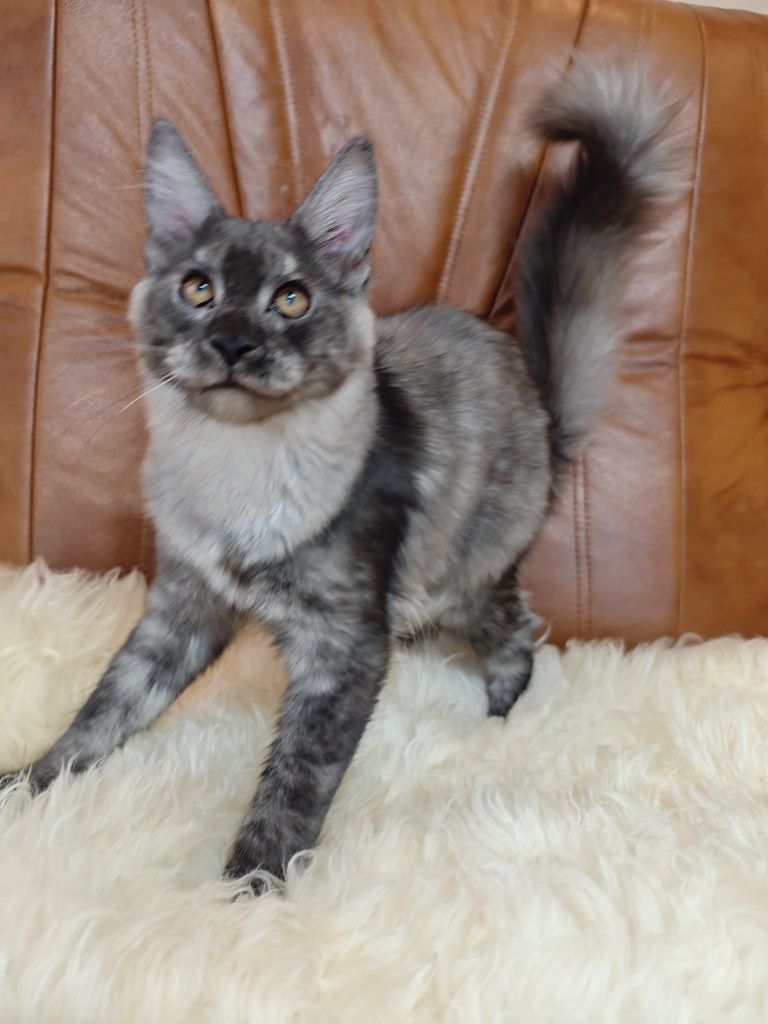 Cudowna dymna kotka Maine Coon z legalnej hodowli FPL