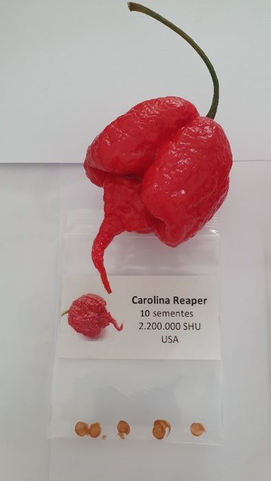 10 Sementes Carolina Reaper com Instruções