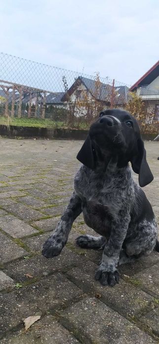 Szczeniak Wyżeł Niemiecki