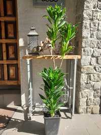 Dracena roślina zielona