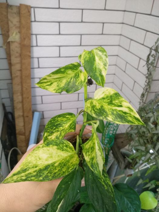 епіпремнум pinnatum marbl,  pinnatum albo, Njoy, хеппі ліф, золотист