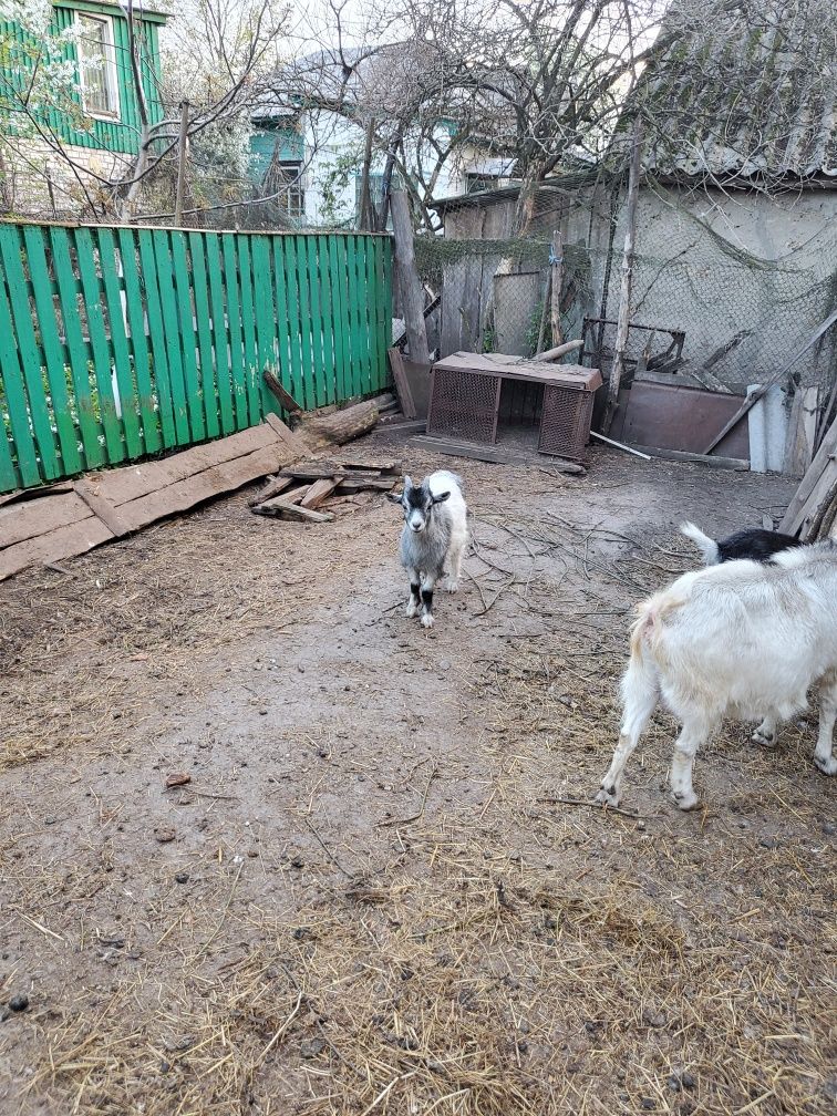 Продаємо  кізочок